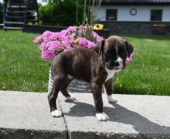AKC Registered Boxer For Sale Fredericksburg OH Female-Roxie
