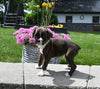 AKC Registered Boxer For Sale Fredericksburg OH Female-Roxie