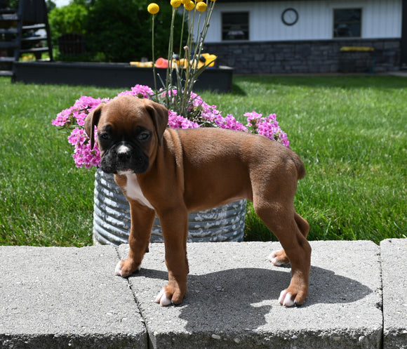 AKC Registered Boxer For Sale Fredericksburg OH Female-Reba
