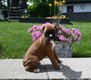 AKC Registered Boxer For Sale Fredericksburg OH Female-Reba