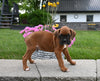 AKC Registered Boxer For Sale Fredericksburg OH Male-Ruger