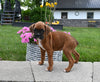 AKC Registered Boxer For Sale Fredericksburg OH Male-Ruger