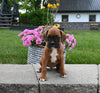 AKC Registered Boxer For Sale Fredericksburg OH Male-Ruger
