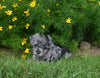 Yorkipoo For Sale Millersburg OH Male-Max