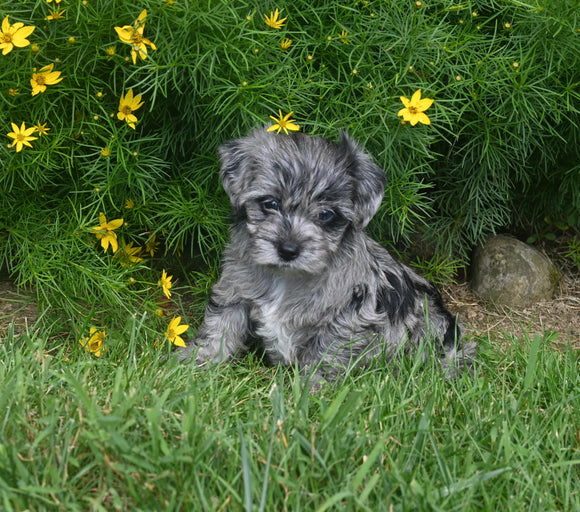 Yorkipoo For Sale Millersburg OH Male-Max