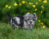 Yorkipoo For Sale Millersburg OH Male-Max