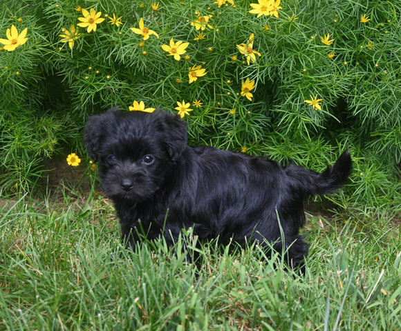 Yorkiepoo For Sale Millersburg OH Female-Lucy