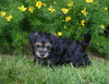 Yorkiepoo For Sale Millersburg OH Male-Luke