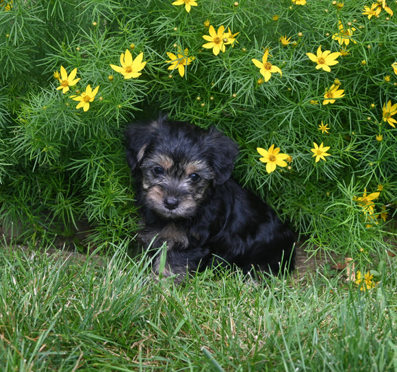 Yorkiepoo For Sale Millersburg OH Male-Luke