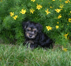 Yorkiepoo For Sale Millersburg OH Male-Luke