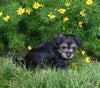 Yorkiepoo For Sale Millersburg OH Male-Luke