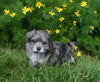 Yorkiepoo For Sale Millersburg OH Female-Mariah