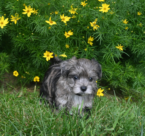 Yorkiepoo For Sale Millersburg OH Female-Mariah