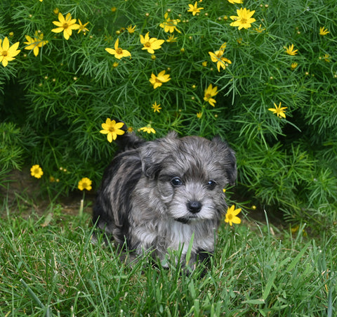Yorkiepoo For Sale Millersburg OH Female-Mariah