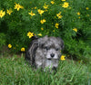 Yorkiepoo For Sale Millersburg OH Female-Mariah