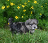 Yorkiepoo For Sale Millersburg OH Female-Mariah