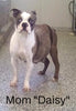 Boston Terrier For Sale Fredericksburg OH Odie