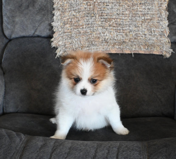 Pomeranian For Sale-Sugarcreek Ohio Male-Ellis