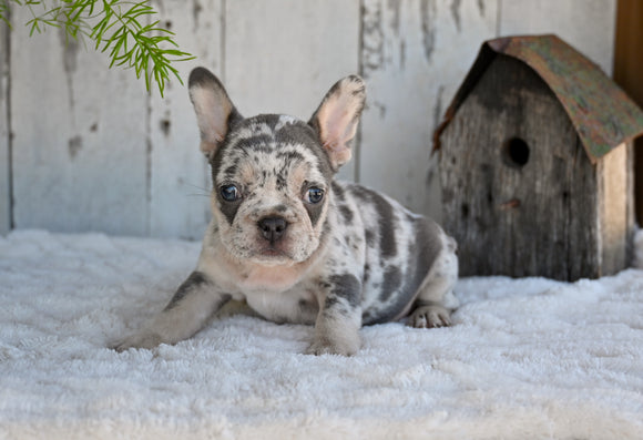 AKC French Bulldog For Sale Baltic OH Faith