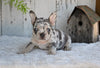 AKC French Bulldog For Sale Baltic OH Faith