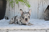 AKC French Bulldog For Sale Baltic OH Faith
