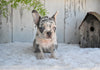 AKC French Bulldog For Sale Baltic OH Faith