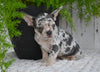 AKC French Bulldog For Sale Baltic OH Faith