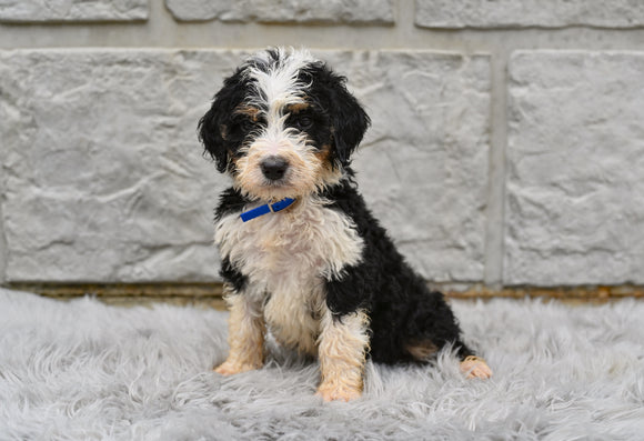 Bernedoodle for Sale Sugarcreek OH-Farley