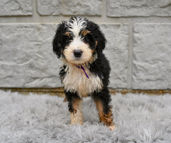 Bernedoodle For Sale Sugarcreek OH-Findley