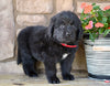 Newfoundland For Sale Dalton OH-Gypsy
