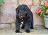 Newfoundland For Sale Dalton OH-Gypsy