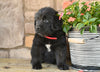 Newfoundland For Sale Dalton OH-Gypsy