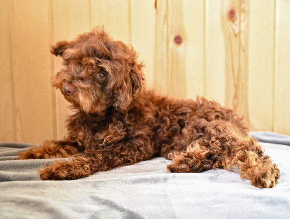 Toy Poodle For Sale Fresno Ohio Hudson