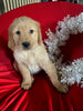 AKC Registered Golden Retriever For Sale Sugarcreek OH Female-Holly