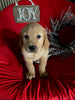 AKC Registered Golden Retriever For Sale Sugarcreek OH Male-Rufus