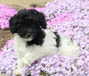 Mini Poodle For Sale Apple Creek OH Male-Biscuit