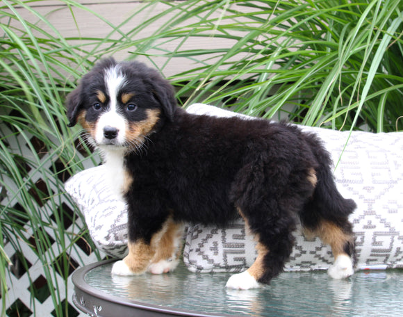 Bernese Mountain Dog For Sale Dundee OH Female-Chloe