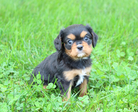 ACA Cavalier KCS For Sale Wooster OH Male-Prince