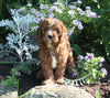 Cavapoo For Sale Millersburg OH Female-Bubbles