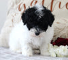 ACA Registered Mini Poodle For Sale Fredericksburg OH Female-Avery