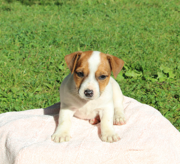 Jack Russell Terrier For Sale Fredericksburg OH Female-Hattie