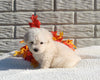 Maltipoo For Sale Holmesville OH Male-Milo