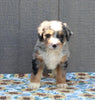 Mini Bernedoodle For Sale Millersburg OH Male-Trevor