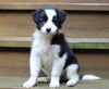 ABCA Registered Border Collie For Sale Warsaw OH Female-Willow