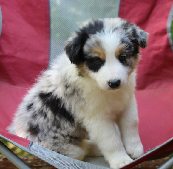 ABCA Registered Border Collie For Sale Warsaw OH Male-Zues