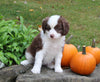 Mini Aussiedoodle For Sale Sugarcreek OH Female-Bella