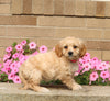 Forever Puppy For Sale Dalton OH Female-Hazel