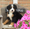AKC Bernese Mountain Dog For Sale Warsaw OH Male-Cooper
