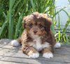 Mini Aussiedoodle For Sale Sugarcreek OH Female-Tinkle