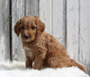 Goldendoodle For Sale Millersburg OH Male-Max